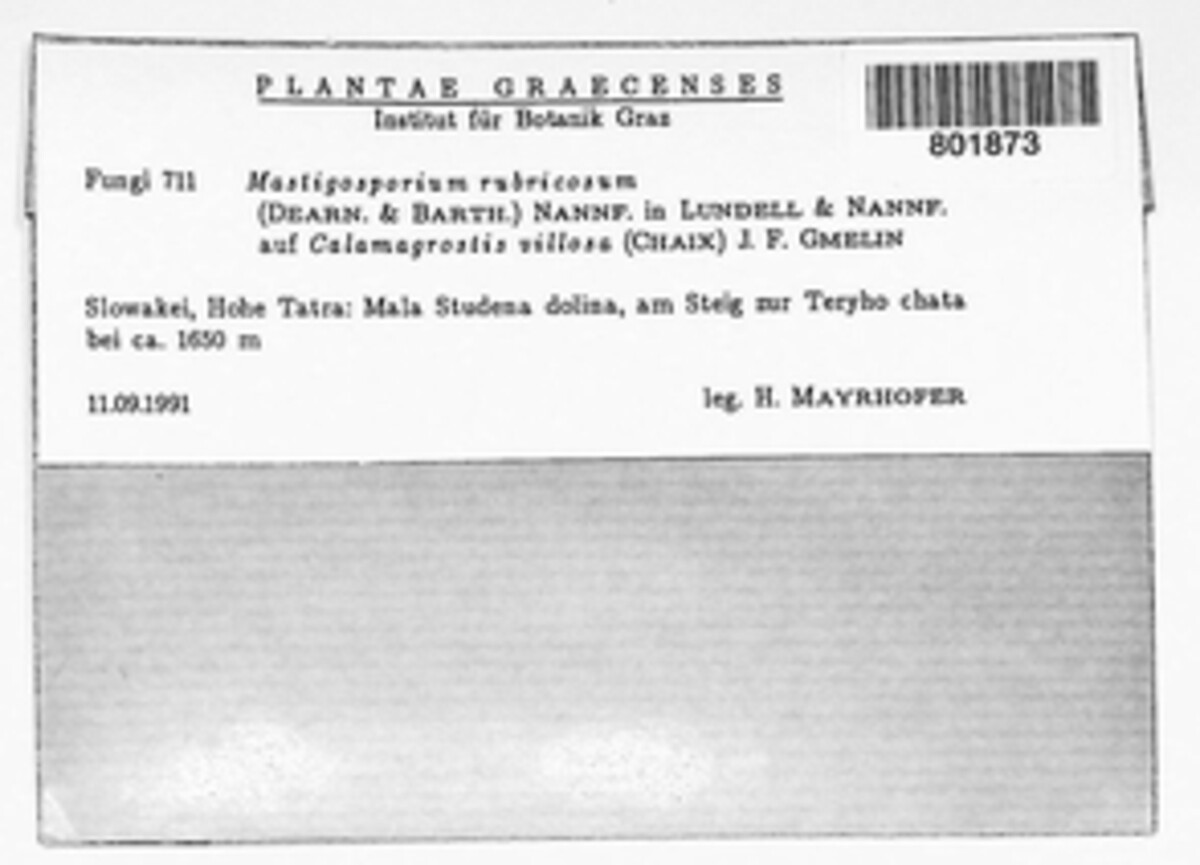 Mastigosporium rubricosum image